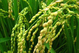 各級農(nóng)業(yè)部門強化田間管理 鞏固小麥 長勢持續(xù)向好態(tài)勢